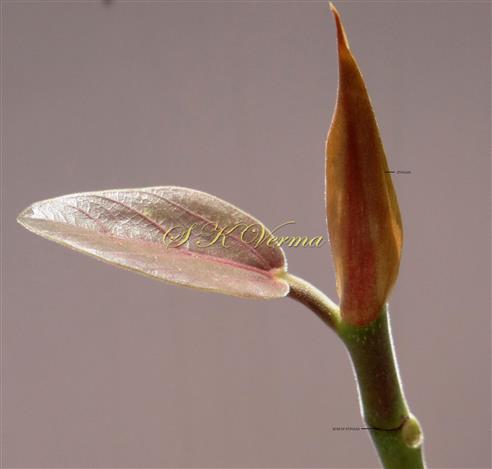  Stipules